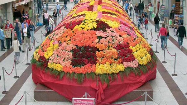 Bukiet róż - Rekord Guinnessa