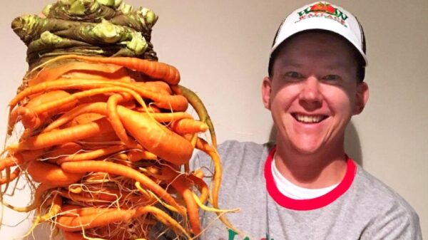 Rekordzista i największa marchew