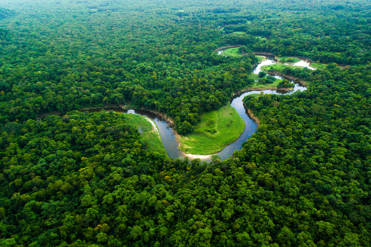 Amazonka - las