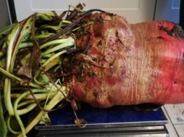 burak pastewny - Rekord Polski