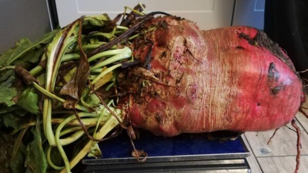 burak pastewny - Rekord Polski