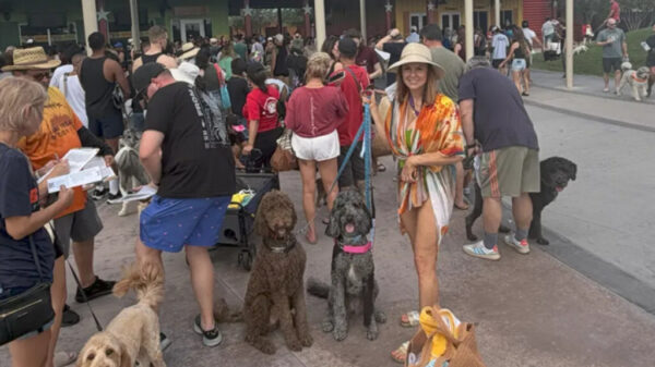 Dog pool party - rekord Guinnessa