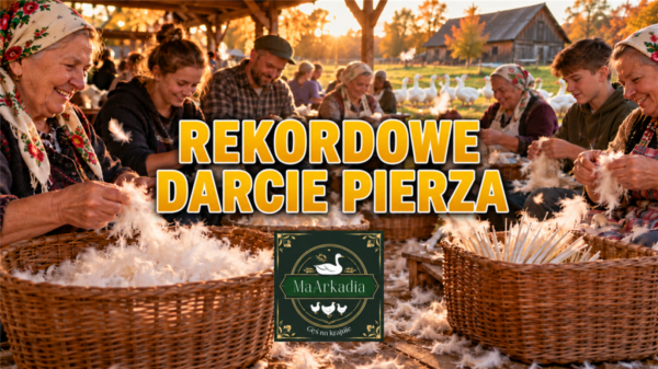 Gęsiada 2026 - Darcie pierza - Rekord Polski