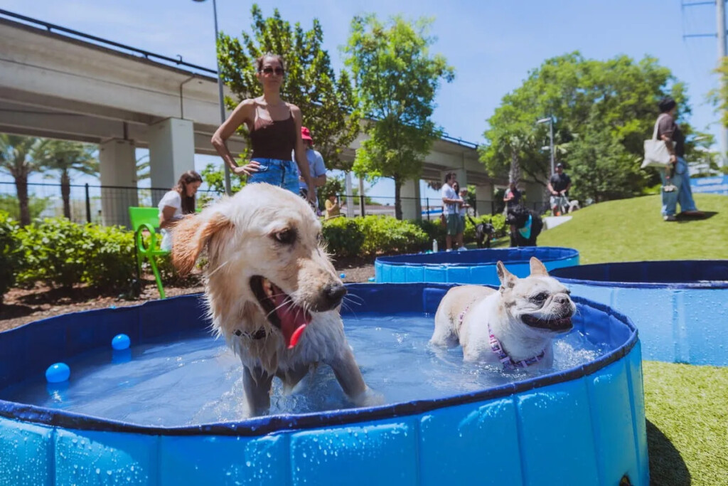 Psie pool party